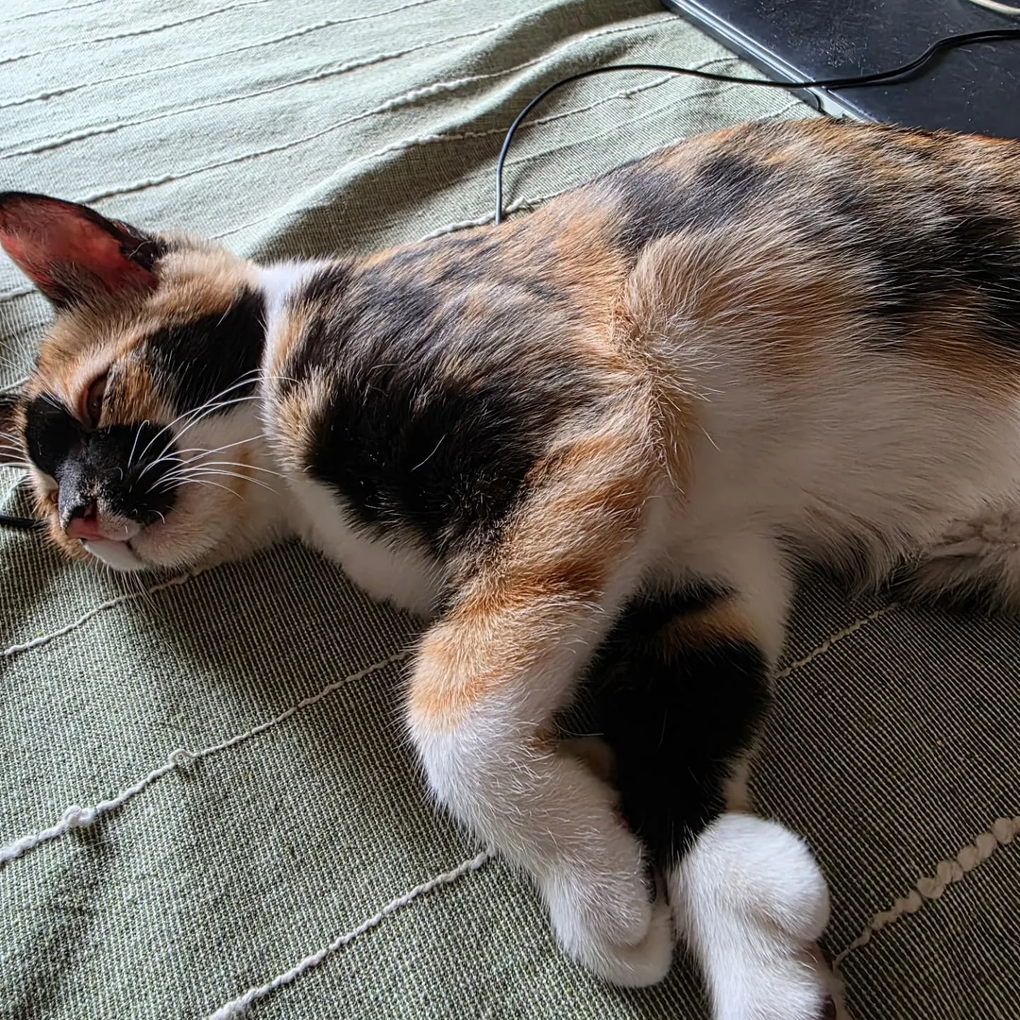 ニューヨーク滞在中かわいい猫の兄妹ニャン😻🐱と柴犬🐶と黒猫🐈...