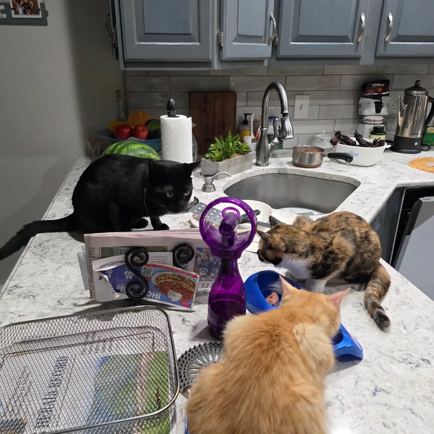 ニューヨーク滞在中かわいい猫の兄妹ニャン😻🐱と柴犬🐶と黒猫🐈...